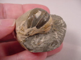 (F-428) Ammonite fossil ammonites extinct marine molluscs shell display ... - £15.59 GBP