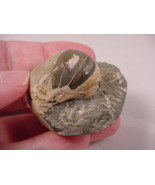 (F-428) Ammonite fossil ammonites extinct marine molluscs shell display ... - £15.34 GBP