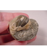 (F-428) Ammonite fossil ammonites extinct marine molluscs shell display ... - $19.62