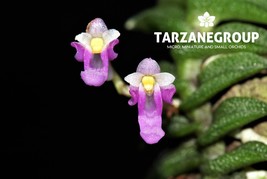 SCHOENORCHIS SCOLOPENDRIA MINIATURE CREEPING ORCHID MOUNTED - $33.00