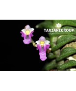 SCHOENORCHIS SCOLOPENDRIA MINIATURE CREEPING ORCHID MOUNTED - $46.34 CAD