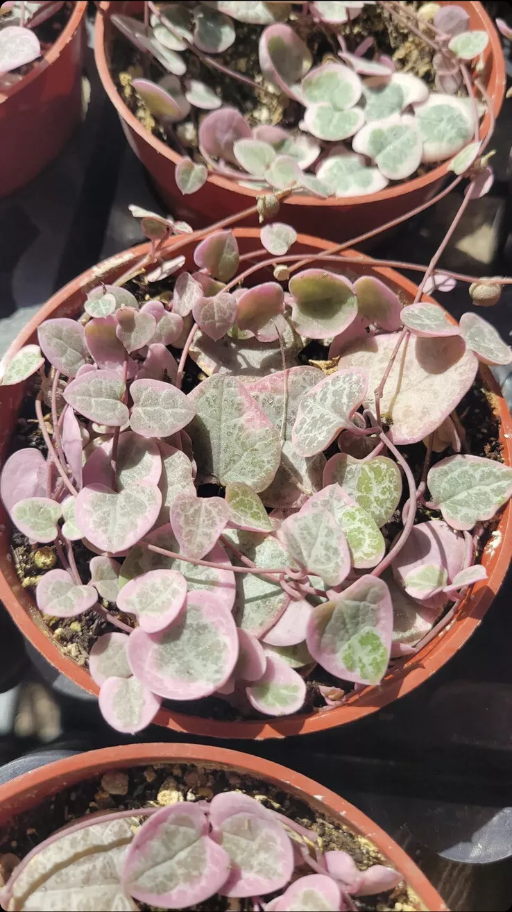 4 pot Ceropegia woodii Variegated String of Hearts Succulent Plant - £47.19 GBP