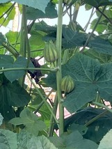 Abelmoschus Esculentus Motherland Okra Delicious And Very Ornamental Fre... - $17.96