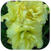 CABBAGE FLOWER - Daylily 5 Plants Fragrant Reblooming Perennial Flower - $85.99