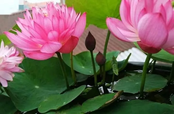 AW 30 Seeds Lotus Flower Water Bonsai Flower Plant Mixed Nymphaea - €12,68 EUR