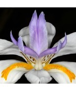 30 African Iris Butterfly Iris Hardy Drought And Frost Resistant Flower ... - $22.44 CAD