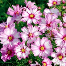 100 Cosmos Candystripe Seeds Flower Seeds Garden Fast Shipping - $5.90