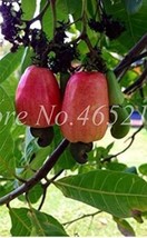 5 pcs Exotic Cashew Tree Seeds Anacardium Occidentale FROM GARDEN - £8.85 GBP
