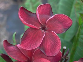 Plumeria seeds Black Tiger scented Frangipani fragrance Hawaii Flower Pl... - £6.37 GBP