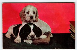 Cocker Spaniels Puppy Dogs Postcard Chrome Colourpicture Vintage Cute Unposted - £6.64 GBP