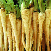 350 Seeds Parsnip All American Plant Vegetable Garden Plant - £10.90 GBP