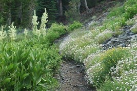 1000 White Horse Mint Herb Seeds - $21.85