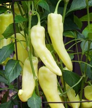Fresh Garden 50+ Sweet Banana Pepper Seeds Heirloom NON-GMO  - £7.10 GBP