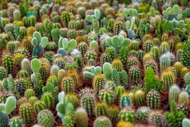 50+ Seeds Cacti Seeds Mix Grow Exotic Cacti - £15.97 GBP