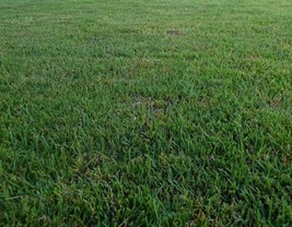 SMX Zenith Zoysia Grass 5000 Seeds Starter Kit Indoor Gardening - $459.13 MXN