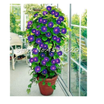 100 Seeds Climbing Gloxinia Bonsai Flowering Plants Sinningia Speciosa Bonsai Ba - £5.01 GBP