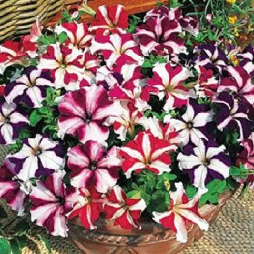 50 Pelleted Petunia Seeds Ultra Mix Petunia Seeds - £10.59 GBP