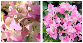 Imperial Thai Delight Bougainvillea Small Well Rooted Starter Plant Live - £40.76 GBP