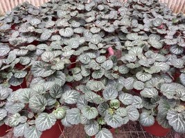 Harmony Foliage Strawberry Begonia in 2 inch pots 90-Pack Bulk Wholesale Creepin - £204.08 GBP