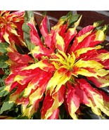 Amaranthus Seeds Perfecta Amaranthus Cruentus 500 Seeds US Fast Shipping - $87.80 MXN