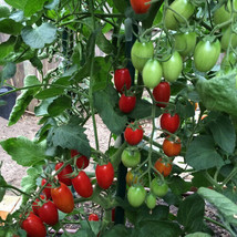 50 Juliet Tomato Heirloom Seeds Fresh Seeds USA - $9.96