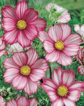 Cosmos Bipinnatus Sensationpicotee Mix 100 Seeds - £6.60 GBP