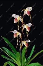 US Seller 100Pcs Paphiopedilum Orchid Flower Seeds White Pink Tiger Flowers New  - £9.77 GBP