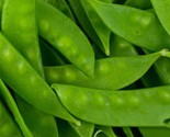 25 Seeds Oregon Sugar Pod Snow Pea Non-Gmo Heirloom  Fast Shipping - £7.20 GBP