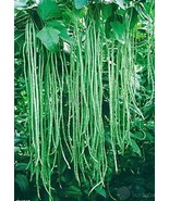 KKG Taiwan Yard Long Bean Seeds 25 Heat Tolerant Florida Grown Florida U... - $226.91 MXN