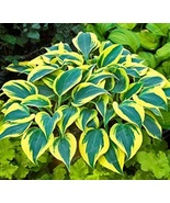 150pcs/bag beautiful Hosta Plants Seeds - $1.89