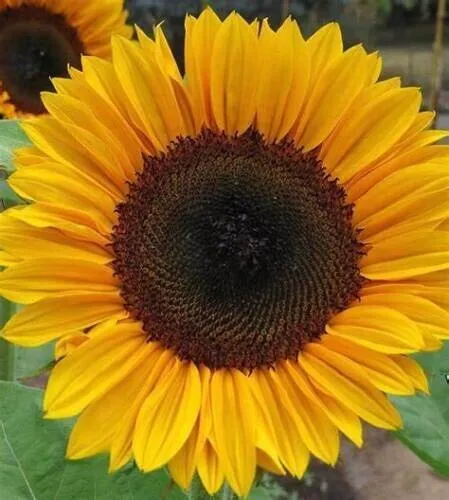 Fresh 25 Procut Horizon Sunflower Seeds Flowers Seed Flower Perennial Garden - £8.77 GBP