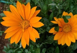 US Seller Free Shipping 50 Gazania Seeds New Day Orange Flower Seeds - £10.72 GBP