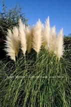 White Pampas Grass Plants - Cortaderia Selloana - Potted Fully Rooted Li... - $445.06 MXN+