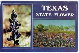 Texas Postcard State Flower Bluebonnets Mixed With Indian Blankets - $1.97