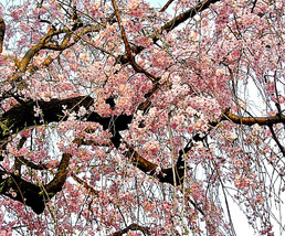 Grow in US 20 Japanese Cherry Blossom Tree Seeds P. Serrulata Pink Flowering Sak - £9.83 GBP