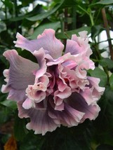 20 Double Pink Gray Hibiscus Seeds Flowers Flower Seed Bloom 480Garden Beautiful - $15.00