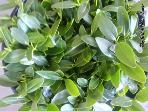 10 BIG RED MANGROVE  PLANTS W/ ROOTS &amp; LEAVES BEAUTIFUL QUALITY - $29.70