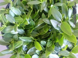10 BIG RED MANGROVE  PLANTS W/ ROOTS &amp; LEAVES BEAUTIFUL QUALITY - $29.70
