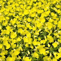 150 Dwarf Evening Primrose Missouri Primrose Ozark Sundrops Oenothera Macrocarpa - $14.90