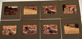 vintage 1972 8 PHOTOGRAPH Slides Hunter Dogs hounds hunting field rabbits birds - £15.69 GBP