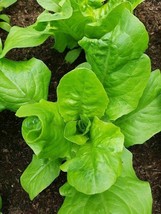 Romaine Salad Yedikule - 25+ seeds - Turkish HEIRLOOM! L 134 - £1.83 GBP