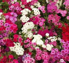 Phlox Seeds 300+ Mixed Colors Annual Flower Garden Bees Butterfly - £7.90 GBP
