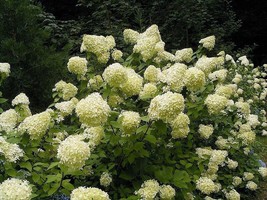 SGHOST 50 Pee Gee Hydrangea Paniculata Peegee Panicle White Pink Flower Shrub Se - £7.80 GBP