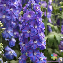 PPA 200+ Guardian Lavender Delphinium Seeds For Garden - USA  - $7.12