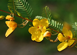 Partridge Pea Sleeping Sensitive Plant 254 Seeds Fresh Seeds USA - £4.81 GBP