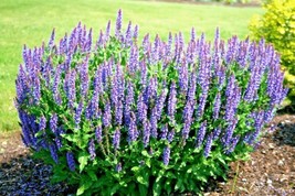 Bloomys 300 Seeds Blue Sage Flower Seeds Wildflower Medicinal Perennial Garden C - $10.38