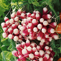 500 French Breakfast Radish Seeds Nongmo Heirloom Radish Fast And EasyFrom US - $8.35