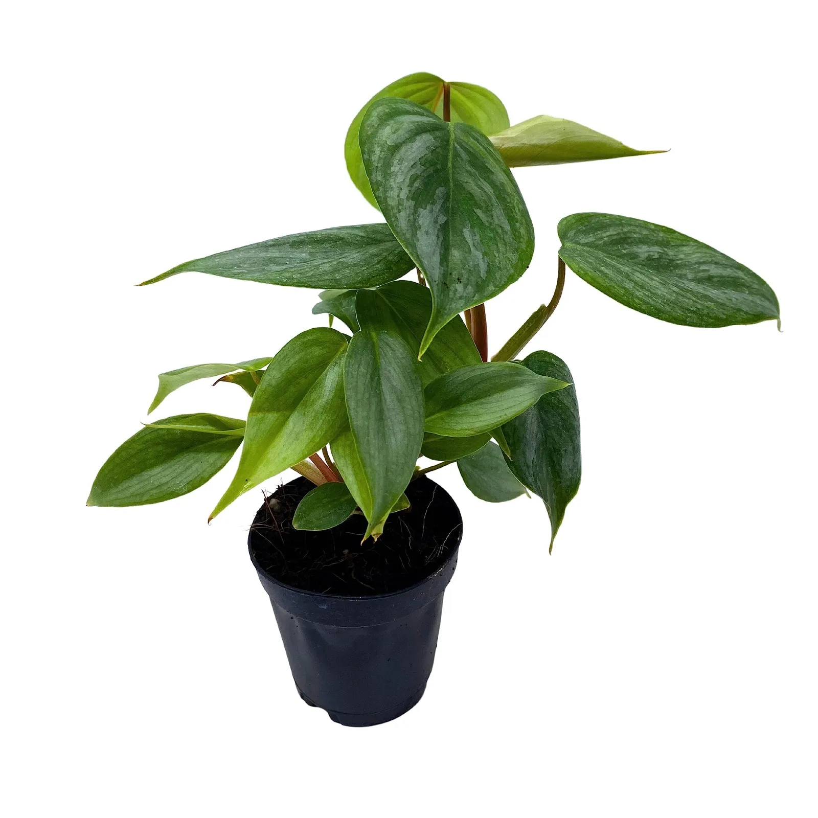 Philodendron Sodiroi Ornatum Silver Silver-Leaf Philo 4 in pot - £38.41 GBP