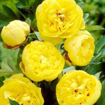 BELLFARM &#39;Qiu Huang&#39; Ball-typed Yellow Peony Flowers 5 Seeds - £8.09 GBP