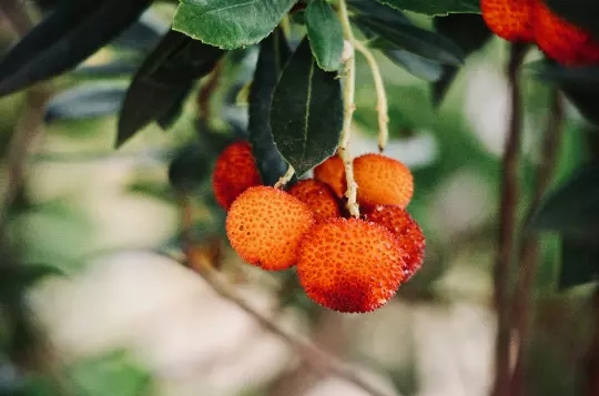 LWS Strawberry Tree Arbutus UnedoEvergreen 20 Seeds USPS Shipping - $9.80